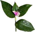 No Root Plant cuttings from USKC (Tradescantia Blushing Bride- one Piece Cutting)