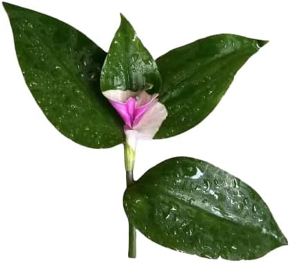 No Root Plant cuttings from USKC (Tradescantia Blushing Bride- one Piece Cutting)