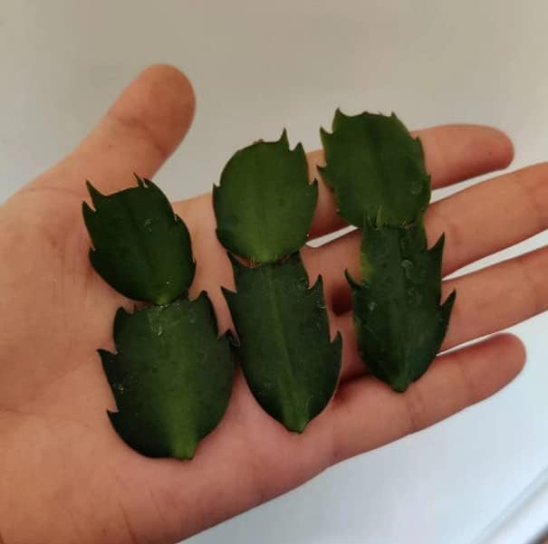 No Root Plant cuttings from USKC (Thanksgiving Cactus(White+Pink+Orange))