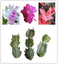 No Root Plant cuttings from USKC (Thanksgiving Cactus(White+Pink+Orange))