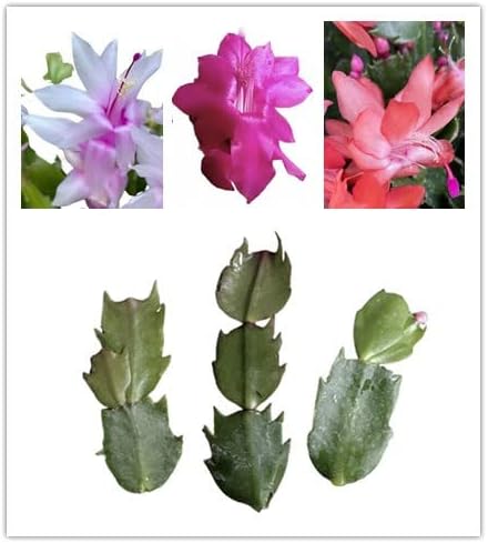 No Root Plant cuttings from USKC (Thanksgiving Cactus(White+Pink+Orange))