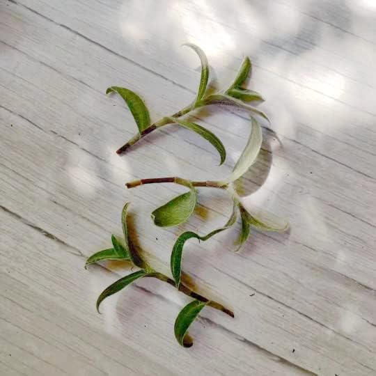 No Root Plant cuttings from USKC (3pc Trasdencantia Sillamontana no Root cuttings)