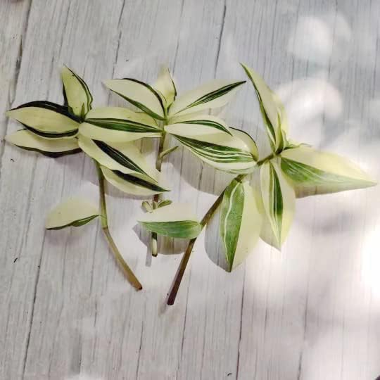 No Root Plant cuttings from USKC (3pc Tradescantia fluminensis variegata no Root cuttings)