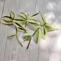 No Root Plant cuttings from USKC (3pc Tradescantia fluminensis variegata no Root cuttings)