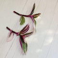 No Root Plant cuttings from USKC (2pcs Tradescantia Nanouk no Root cuttings)