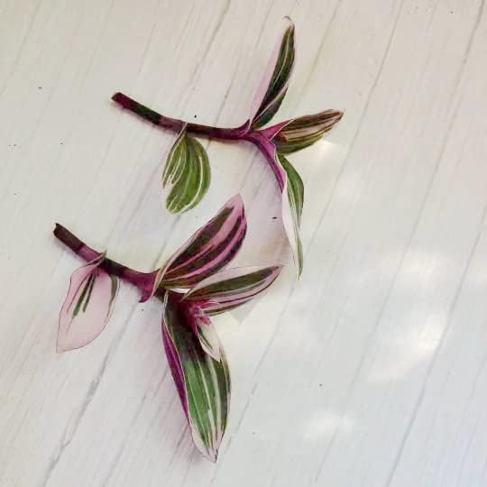 No Root Plant cuttings from USKC (2pcs Tradescantia Nanouk no Root cuttings)