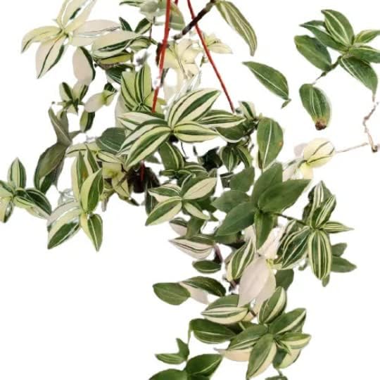 No Root Plant cuttings from USKC (3pc Tradescantia fluminensis variegata no Root cuttings)
