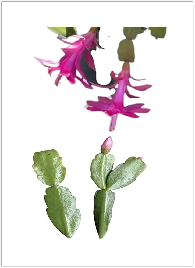 No Root Plant cuttings from USKC (True Christmas Cactus cuttings 2pcs)