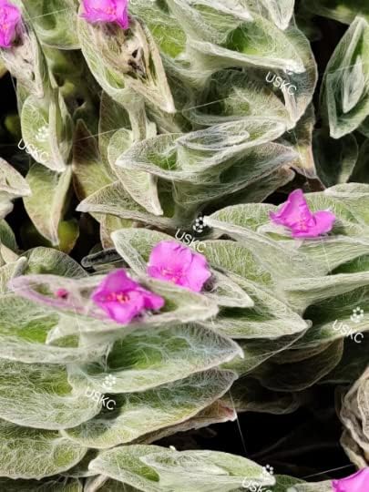 No Root Plant cuttings from USKC (3pc Trasdencantia Sillamontana no Root cuttings)