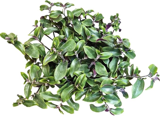 No Root Plant cuttings from USKC (3pc Tradescantia blossfeldiana red Hill no Root cuttings)
