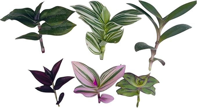 Live No Root Plant cuttings for Home Office Decor (6 Different Types Wandering Jew Leave cuttings #D)