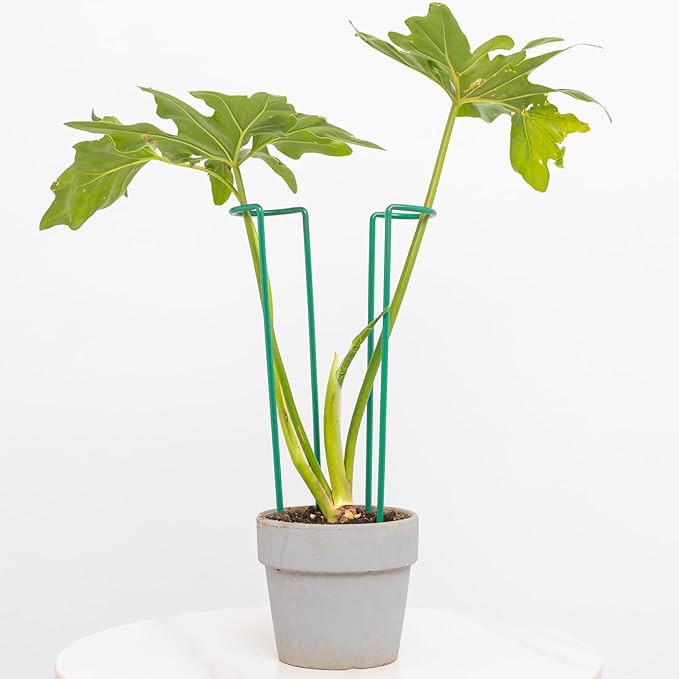 Indoor Plant Trellis Set of 10 - Durable Iron Plant Supports for Monstera and Climbing Plants, Perfect for Indoor & Outdoor Use, U-Shape Design for Garden Decor and Ideal Gift for Plant Lovers