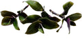 No Root Plant cuttings from USKC (3pc Tradescantia blossfeldiana red Hill no Root cuttings)