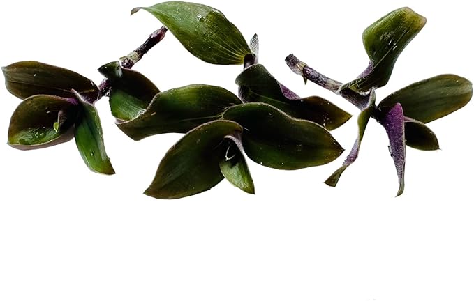 No Root Plant cuttings from USKC (3pc Tradescantia blossfeldiana red Hill no Root cuttings)