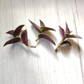 No Root Plant cuttings from USKC (3pcs Tradescantia ' Pale Puma' no Root cuttings)