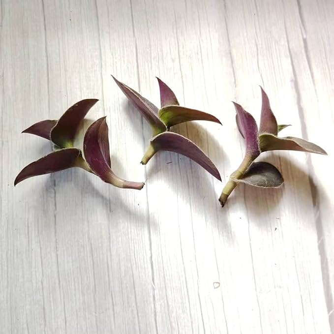 No Root Plant cuttings from USKC (3pcs Tradescantia ' Pale Puma' no Root cuttings)