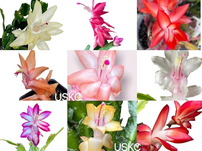 No Root Plant cuttings from USKC (Thanksgiving Cactus cuttings 4pcs Random Color)