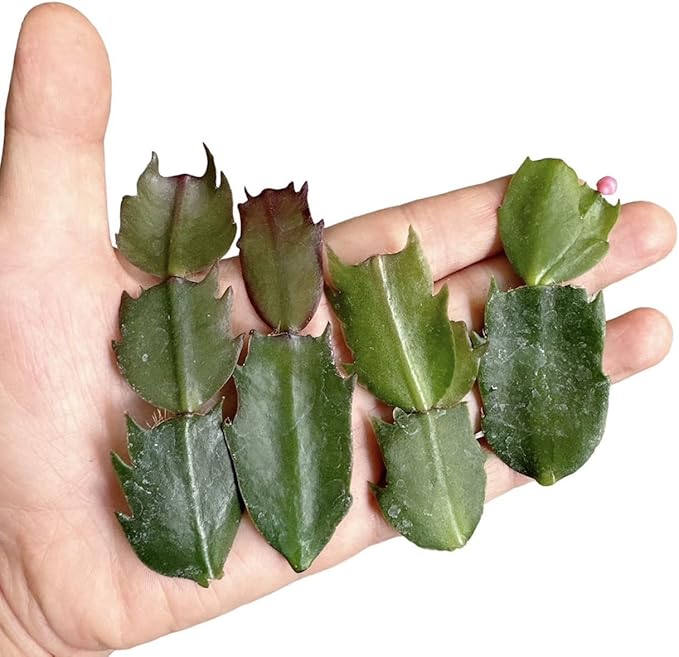 No Root Plant cuttings from USKC (Thanksgiving Cactus cuttings 4pcs Random Color)