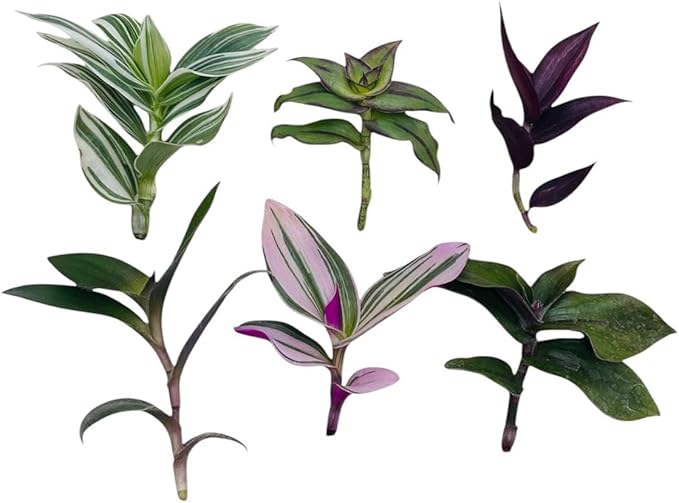 Live No Root Plant cuttings for Home Office Decor (6 Different Types Wandering Jew Leave cuttings #D)