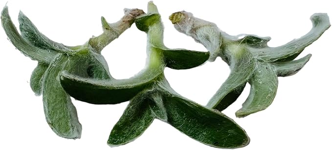 No Root Plant cuttings from USKC (3pc Trasdencantia Sillamontana no Root cuttings)