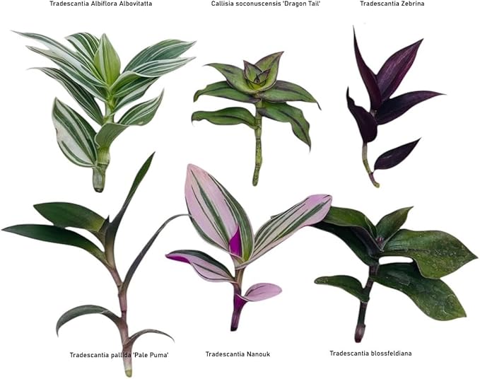 Live No Root Plant cuttings for Home Office Decor (6 Different Types Wandering Jew Leave cuttings #D)