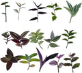 No Root Plant cuttings from USKC (15 Different Types Wandering Jew Leave cuttings #A)