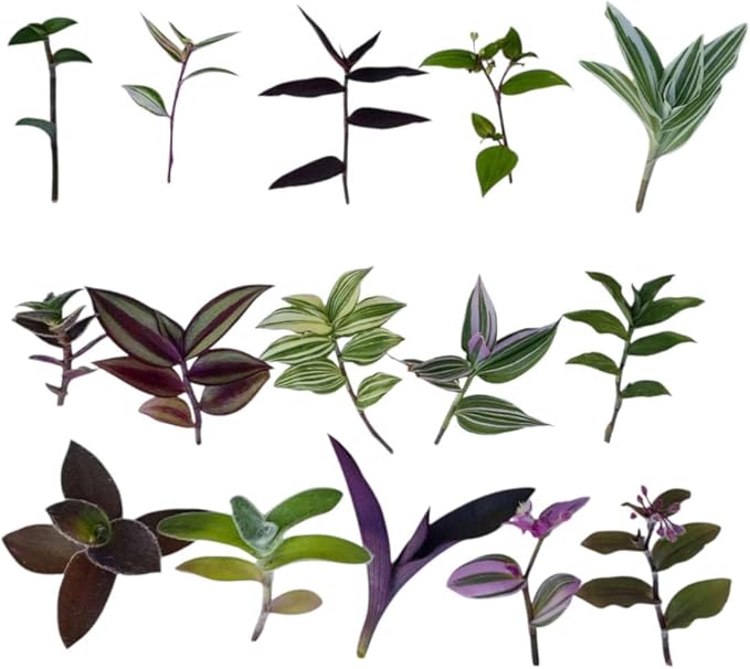No Root Plant cuttings from USKC (15 Different Types Wandering Jew Leave cuttings #A)