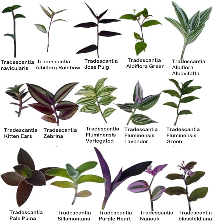 No Root Plant cuttings from USKC (15 Different Types Wandering Jew Leave cuttings #A)