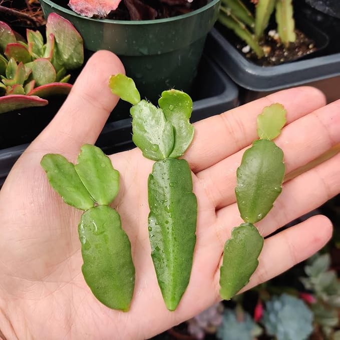 Live No Root Plant cuttings for Home Office Decor (3pcs True Christmas Cactus cuttings)