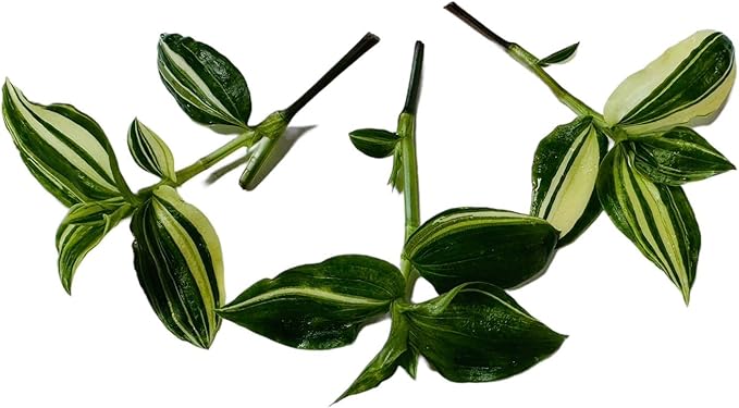 No Root Plant cuttings from USKC (3pc Tradescantia fluminensis variegata no Root cuttings)