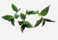 No Root Plant cuttings from USKC (3pc Tradescantia Flumenisis 'Lavender' no Root cuttings)