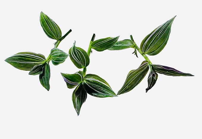 No Root Plant cuttings from USKC (3pc Tradescantia Flumenisis 'Lavender' no Root cuttings)