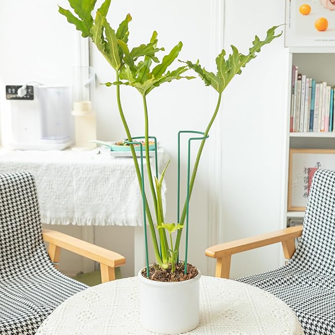 10 Pack Monstera Support Indoor Plant Support Stakes for Large Plants and Climbing Vines | Plant Supports for Outdoor and Indoor Use | Ideal Garden Flower Stem Holder Trellis for Plant Lovers