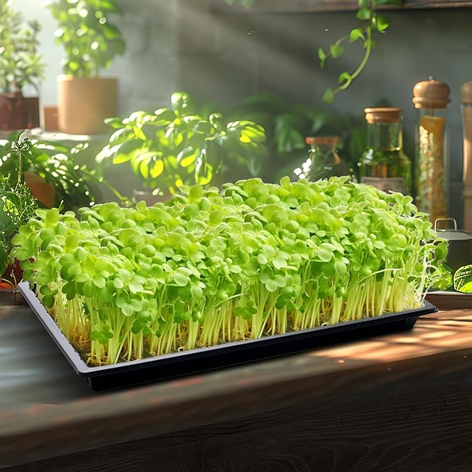 RooTrimmer 20 Pack Shallow 1020 Trays No Holes, Heavy Duty Reusable Seed Starter Flat Seedling Tray for 72/128 Cell Plug Tray, Transplant, Microgreen & Seed Germination (21"×11", 1.6" Deep, TD538)