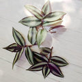 No Root Plant cuttings from USKC (3pcs Tradescantia ' Zebrina' no Root cuttings)