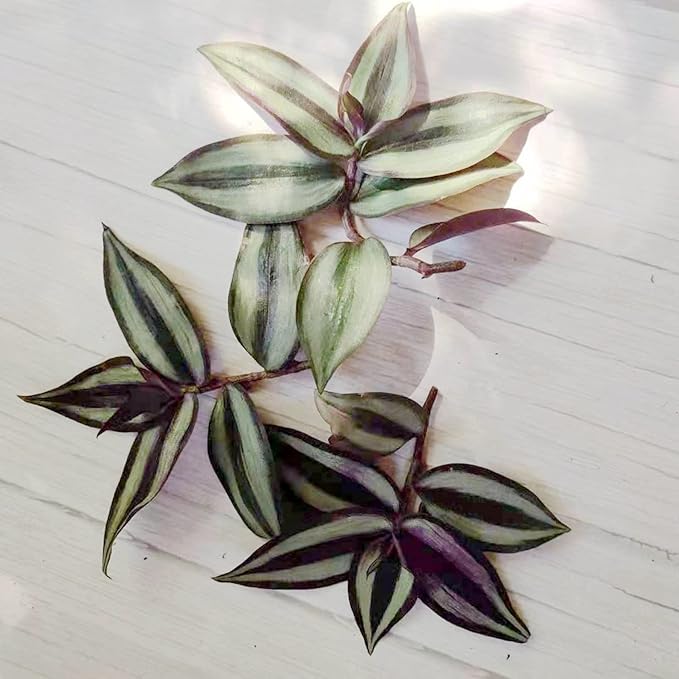 No Root Plant cuttings from USKC (3pcs Tradescantia ' Zebrina' no Root cuttings)