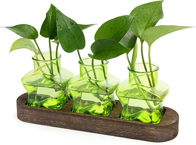 XXXFLOWER Plant Propagation Station with Wooden Stand，Air Plant Terrarium Starter Kits Star Vases for Flowers Plant Cutting Rooting Pots Indoor Hydroponic Glass Planter for Plant Lovers,3 Jars(Green)