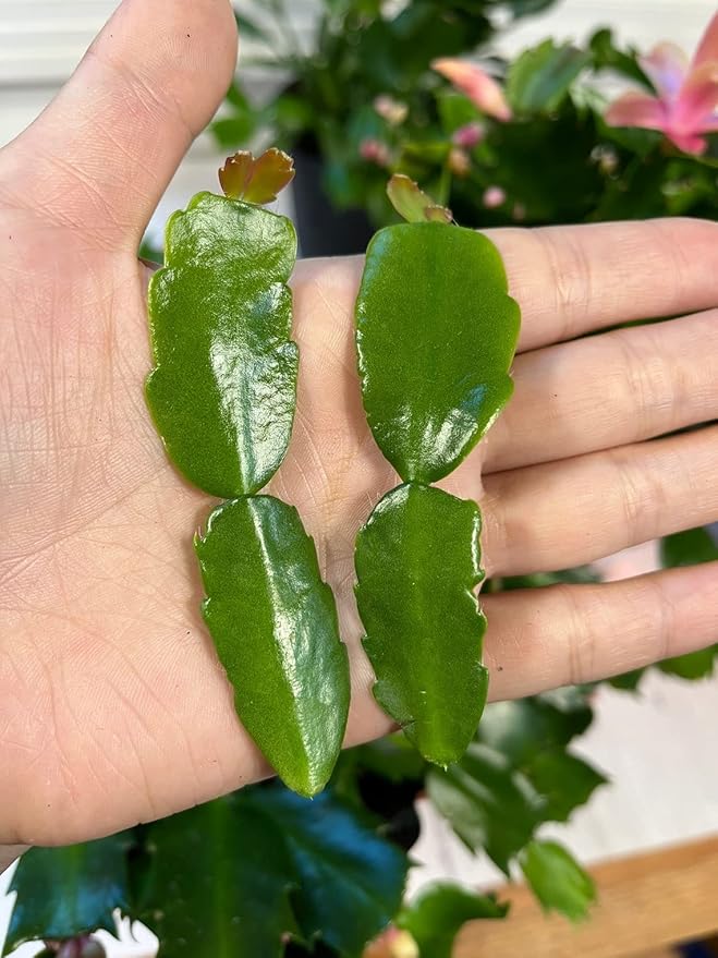 No Root Plant cuttings from USKC (True Christmas Cactus cuttings 2pcs)