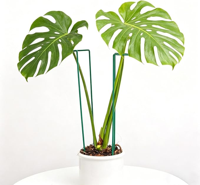 10 Pack Monstera Support Indoor Plant Support Stakes for Large Plants and Climbing Vines | Plant Supports for Outdoor and Indoor Use | Ideal Garden Flower Stem Holder Trellis for Plant Lovers