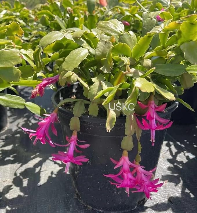Live No Root Plant cuttings for Home Office Decor (3pcs True Christmas Cactus cuttings)