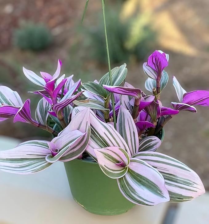 No Root Plant cuttings from USKC (2pcs Tradescantia Nanouk no Root cuttings)
