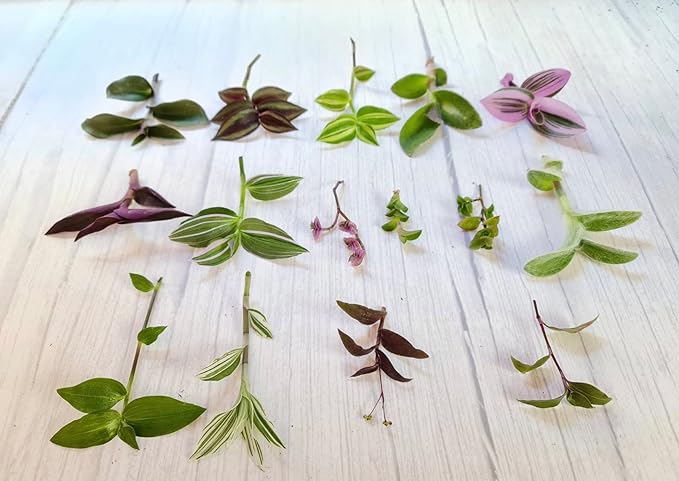 No Root Plant cuttings from USKC (15 Different Types Wandering Jew Leave cuttings #A)