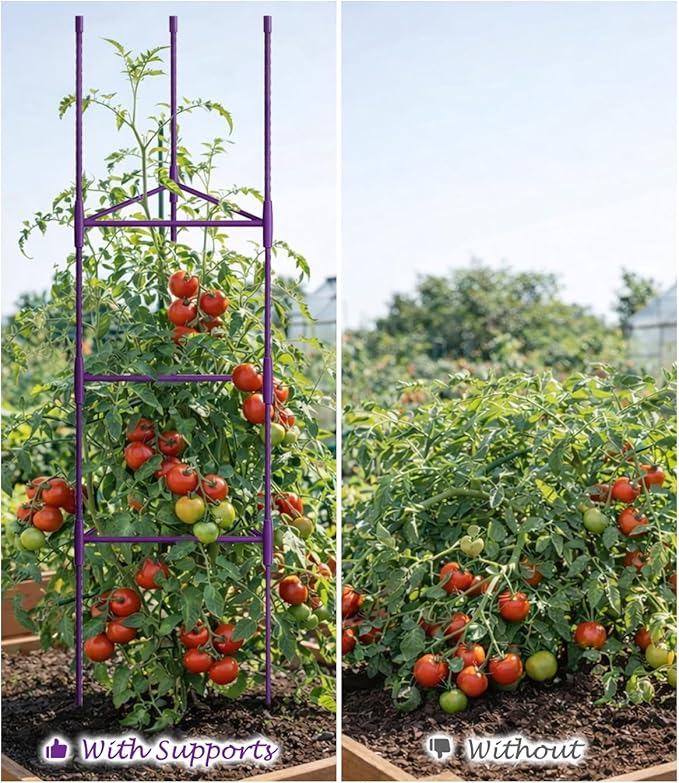 Growsun 51 inch Tomato Cage Heavy-Duty Plant Support Cucumber & Vine Vegetables – Adjustable Purple Metal Garden Trellis for Climbing Plants, Indoor & Outdoor Use, 6 Pack