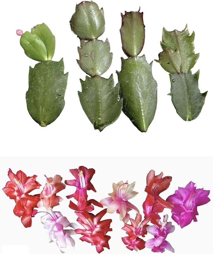 No Root Plant cuttings from USKC (Thanksgiving Cactus cuttings 4pcs Random Color)