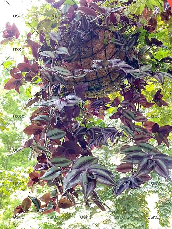 No Root Plant cuttings from USKC (3pcs Tradescantia ' Zebrina' no Root cuttings)