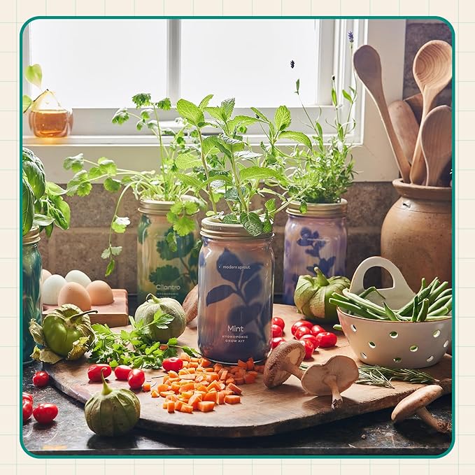 Modern Sprout Mason Garden Jar+Replant Kit -Self-Watering Hydroponics Growing System Kit w/Organic Herb Seeds -Sprouting Jar Planter for Indoor Herb Garden - Seed Starter -Gift for Mother's Day -Basil