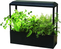 Modern Sprout Smart Growhouse LED Grow Light for Indoor Plants - Plant Grow Light Indoor Gardening System & Herb Garden Kit w/Smart App - Decor Countertop Planter, Gift for Mother's Day - Matte Black