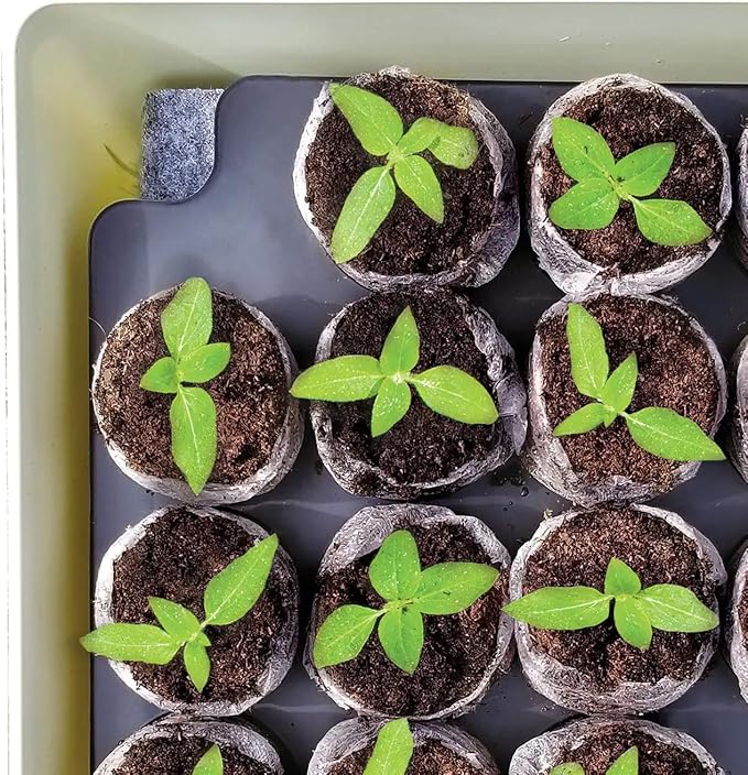 Jiffy Seed Starter Tray Kit - Self-Watering, High Germination Rate, Seedling Tray - 2 Pack, Peat/Plastic