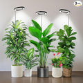 Kullsinss Black Grow Light, Full Spectrum LED Plant Lighs for Indoor Growing with 6/12/16H Timer, 3 Color Modes, 5 Brightness, 10"-60" Height Adjustable Grow Lamp for Tall Indoor Plants (3 Pack)