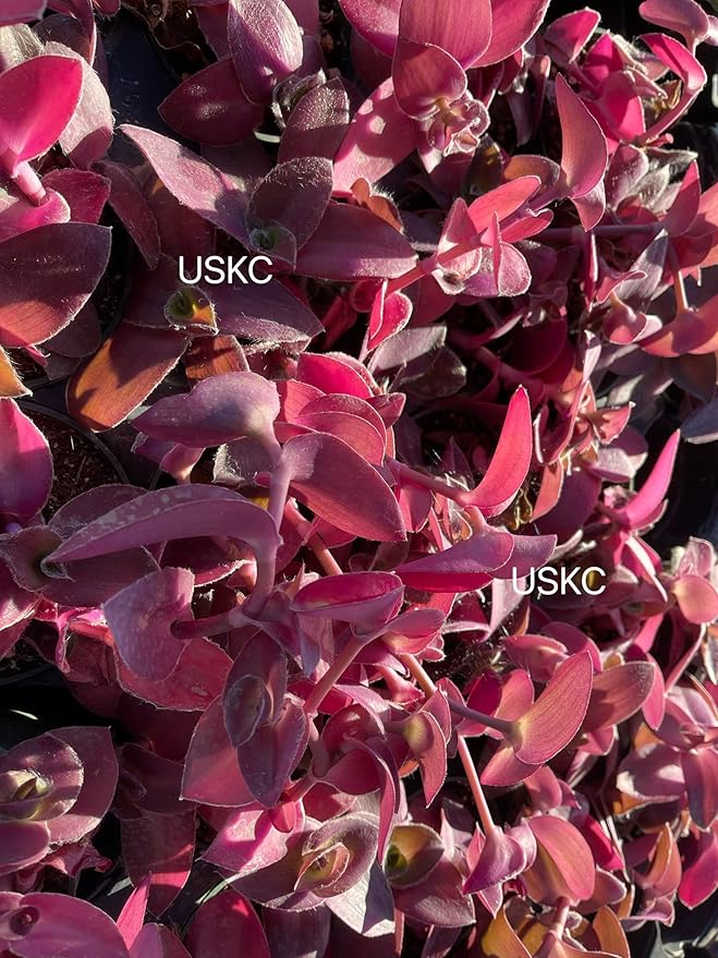 No Root Plant cuttings from USKC (3pcs Tradescantia ' Pale Puma' no Root cuttings)